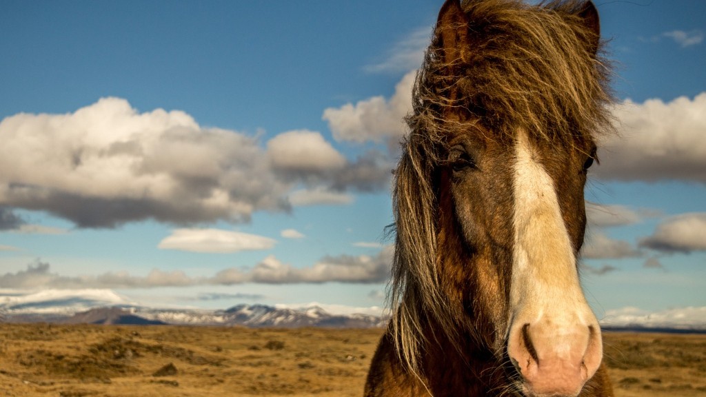 Horseback Riding Iceland Near Reykjavik